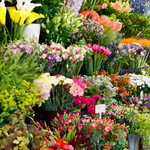 The Flower Shop Softie | Floral Collection